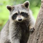 The Masked Marauders – A Guide to Raccoon Ownership